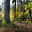 Naturreservat Waldstein