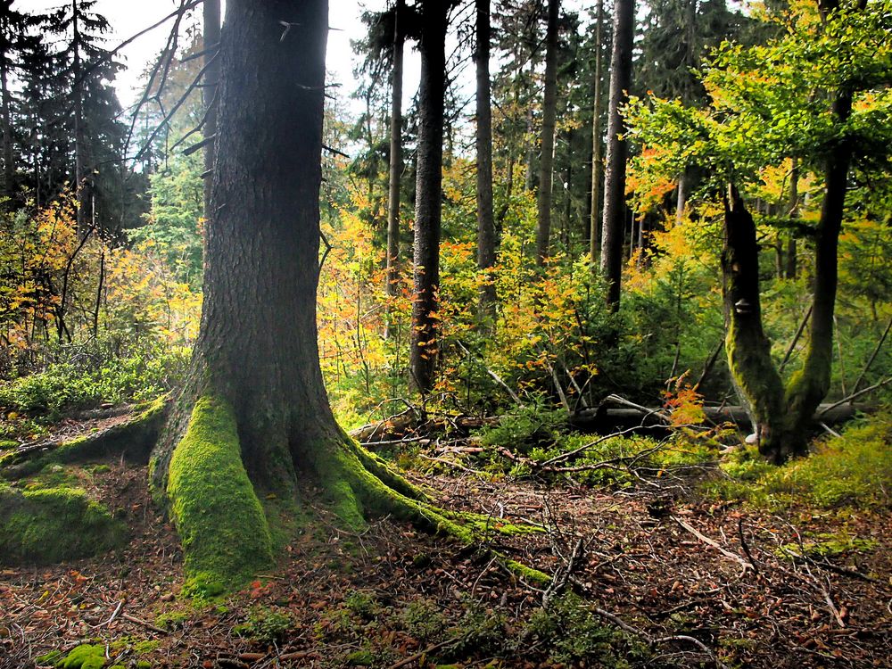 Naturreservat Waldstein