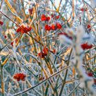 Natur..rot/weiß