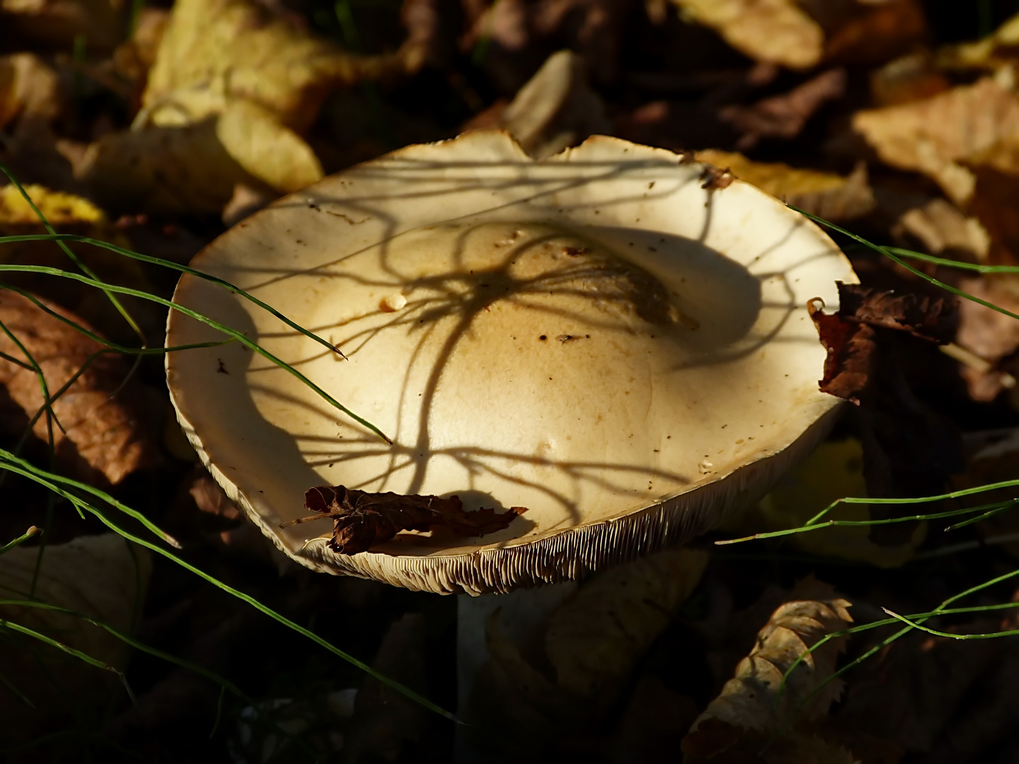 Naturschattenspiele