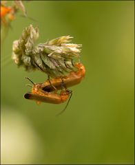 naturschauspiel