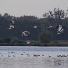 Naturschauspiel am See