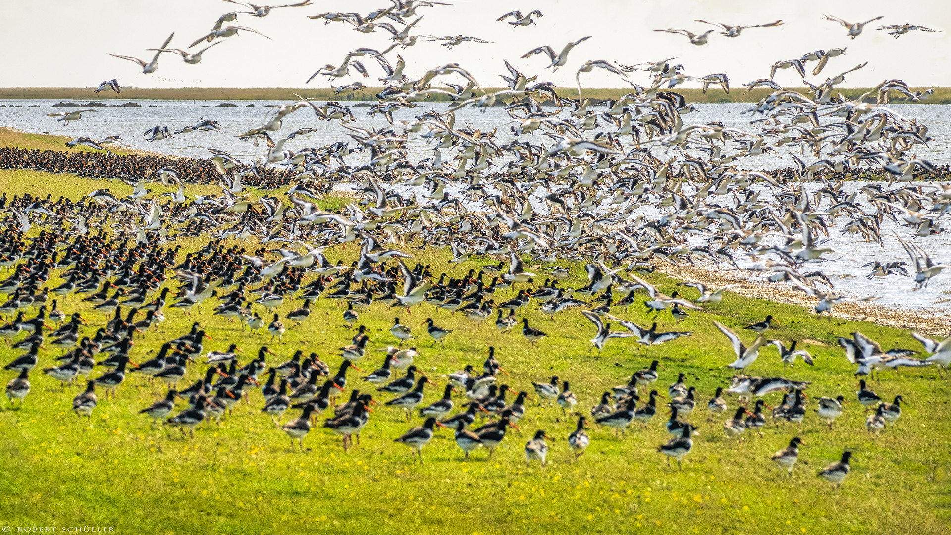  Naturschauspiel am Wattenmeer