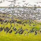  Naturschauspiel am Wattenmeer