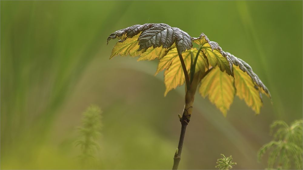 Naturschirme