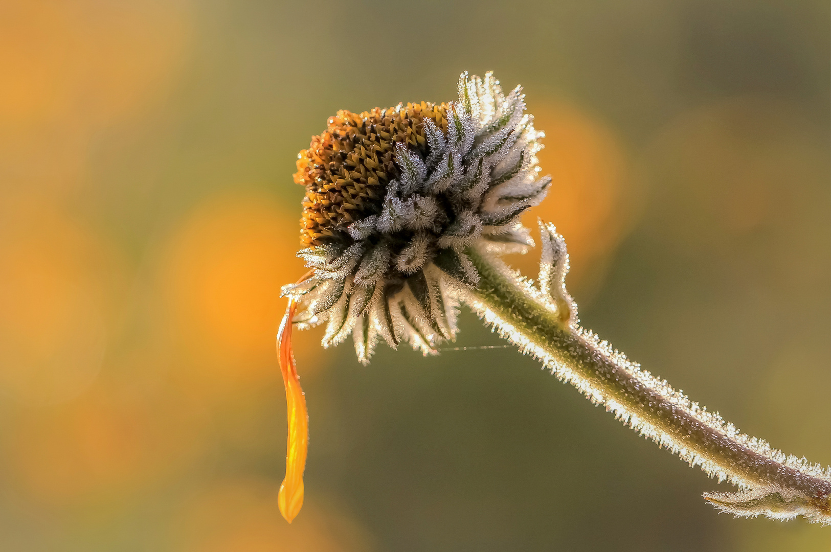 Naturschmuck