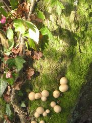 Naturschmuck am Baum