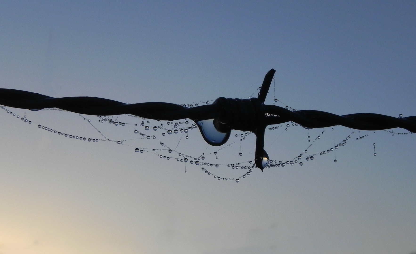 Naturschmuck am Stacheldraht (2)