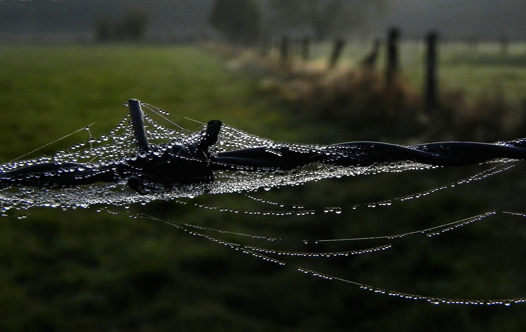 Naturschmuck am Stacheldraht frühmorgens 