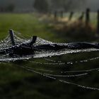 Naturschmuck am Stacheldraht frühmorgens 