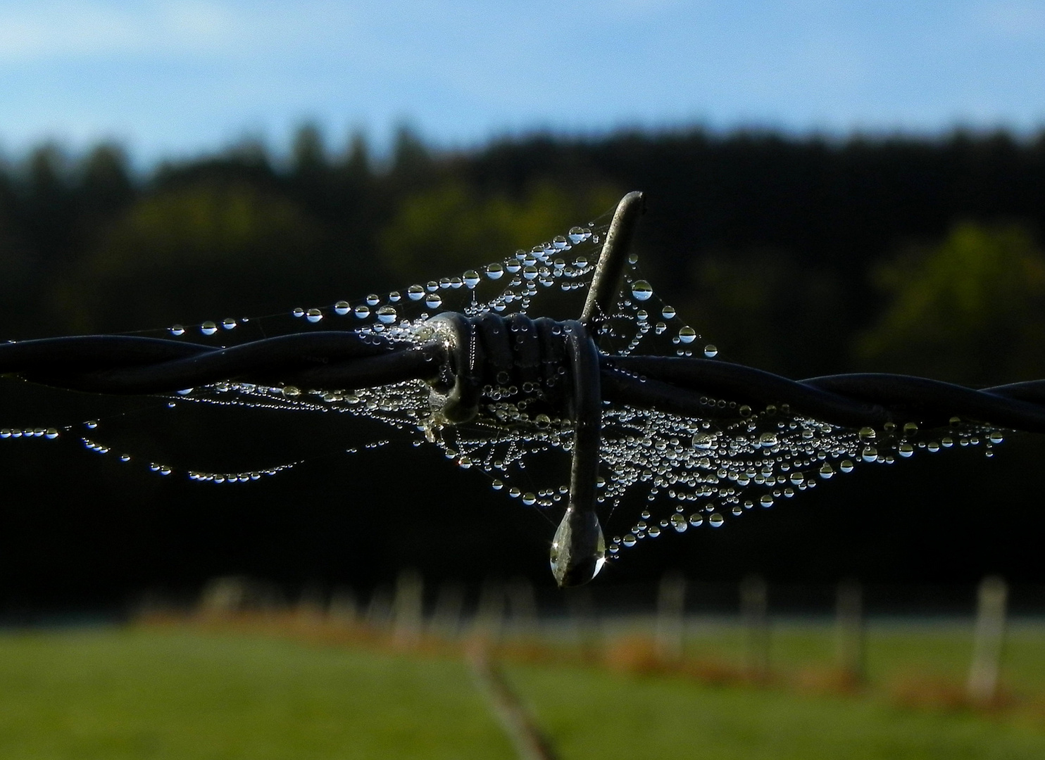 Naturschmuck am Weidezaun