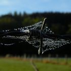 Naturschmuck am Weidezaun