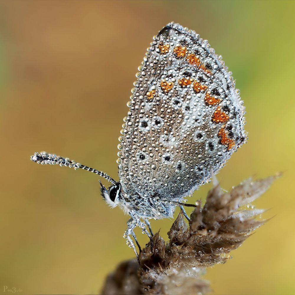 naturschmuck