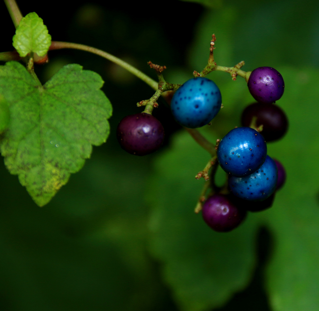 Naturschmuck im Herbst