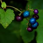 Naturschmuck im Herbst