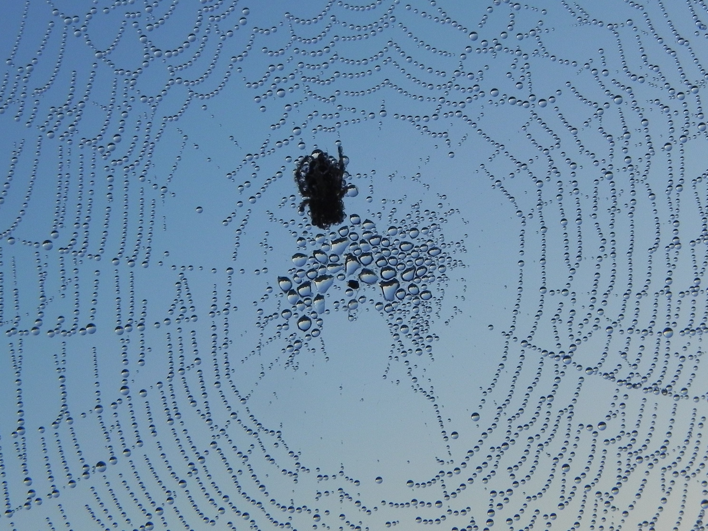 Naturschmuck im Spinnennetz