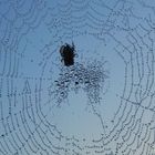 Naturschmuck im Spinnennetz