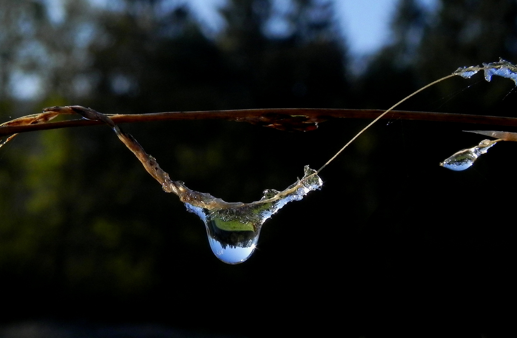 Naturschmuck nach frostiger Nacht (2)