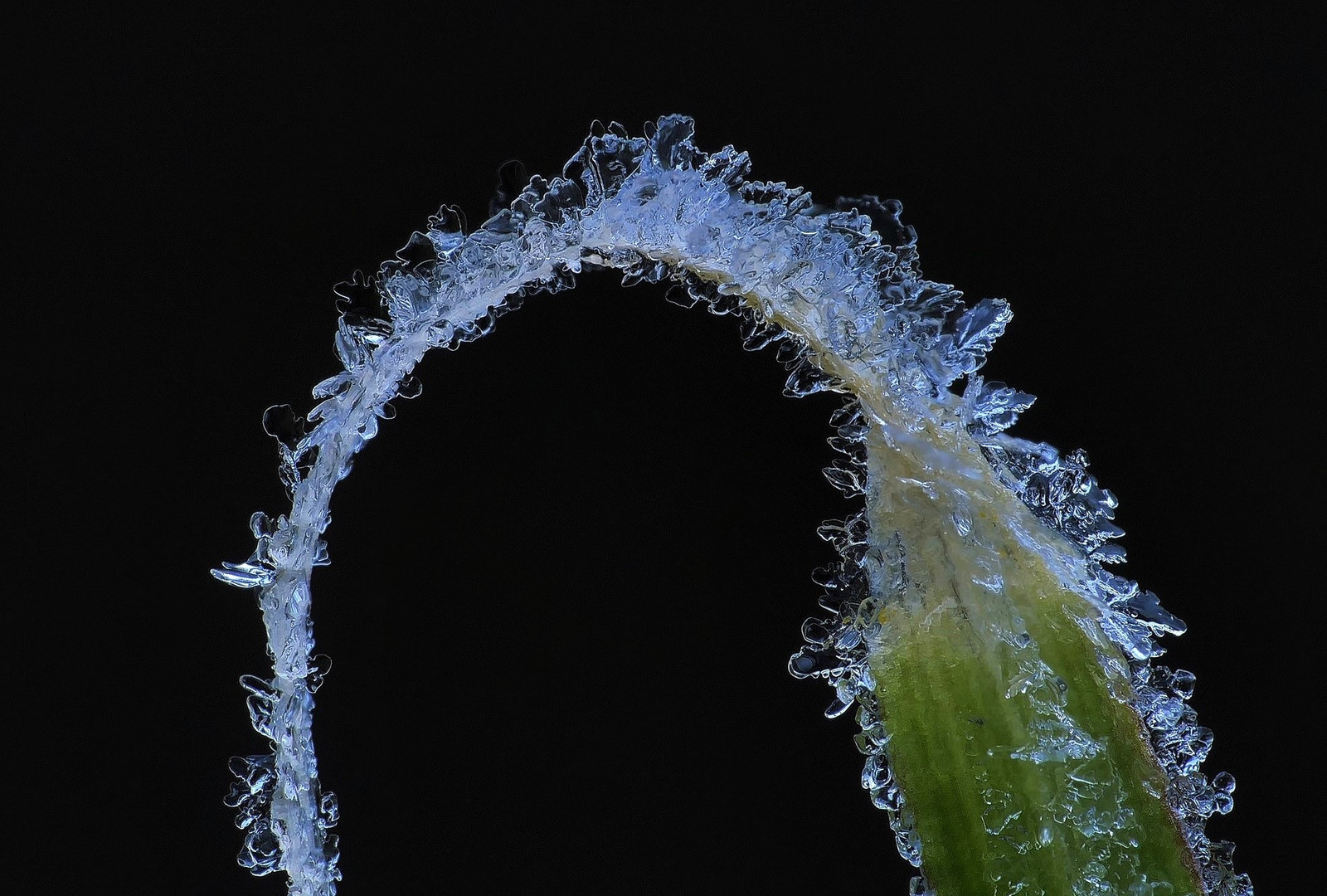 Naturschmuck nach frostiger Nacht