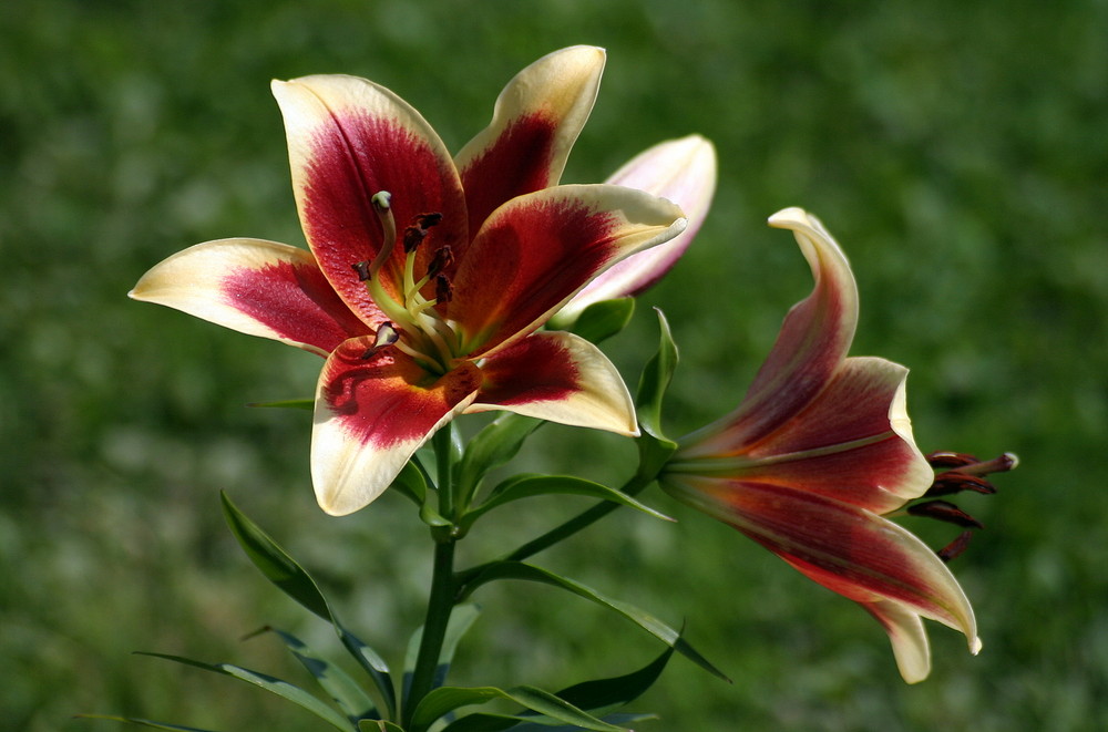 NATURSCHOENHEIT