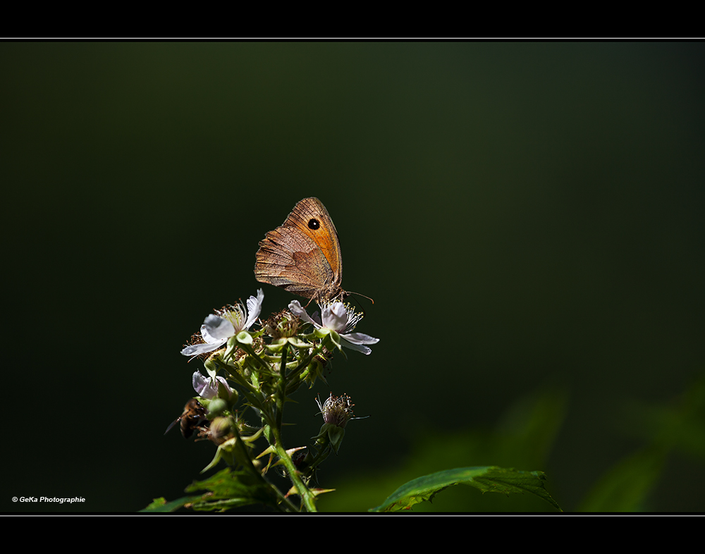 Naturschönheit am Wegesrand