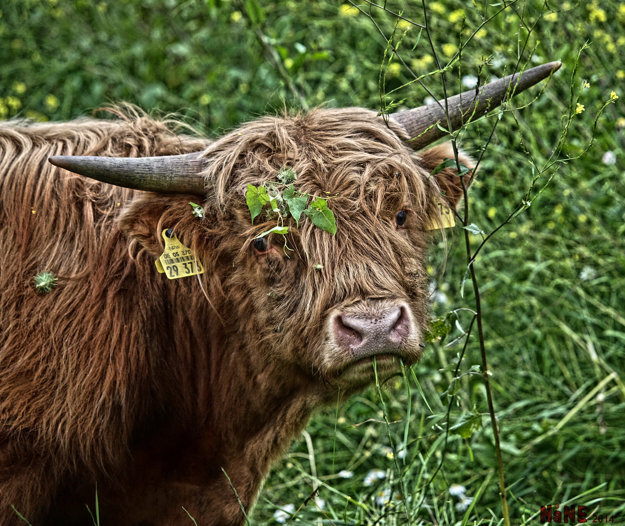 Naturschönheit