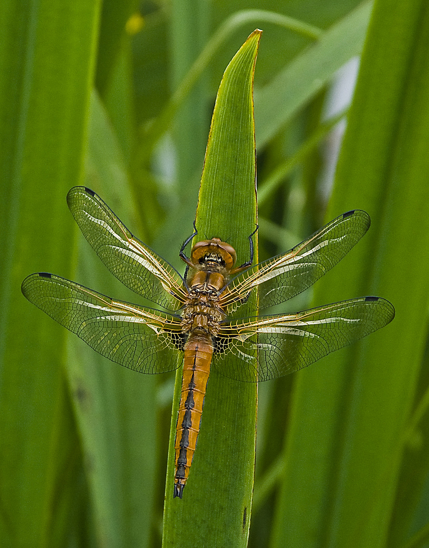 Naturschönheit