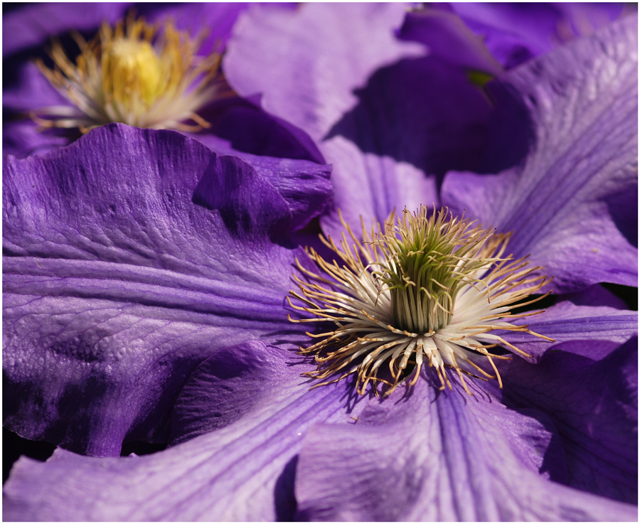 Naturschönheit - Clematis