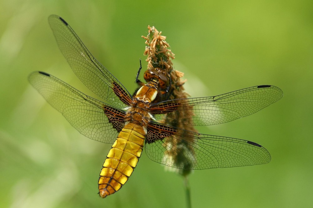 Naturschönheit