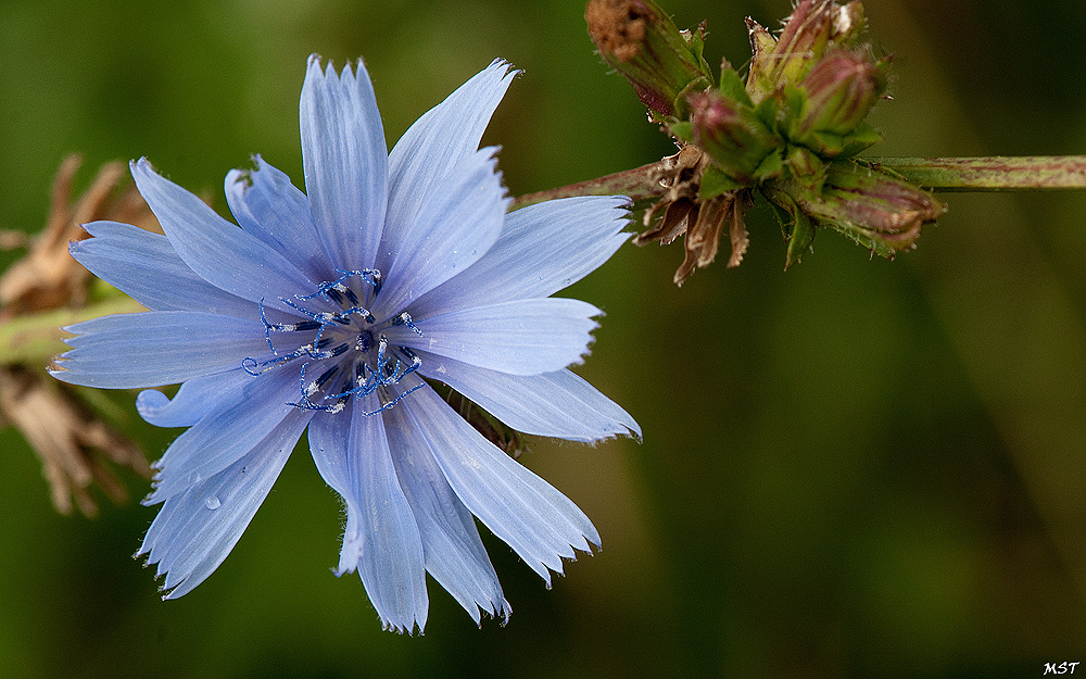 Naturschönheit