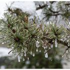 Naturschönheit im Winter