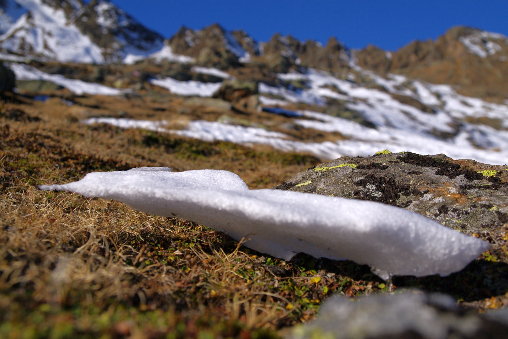 Naturschönheit in Bodennähe