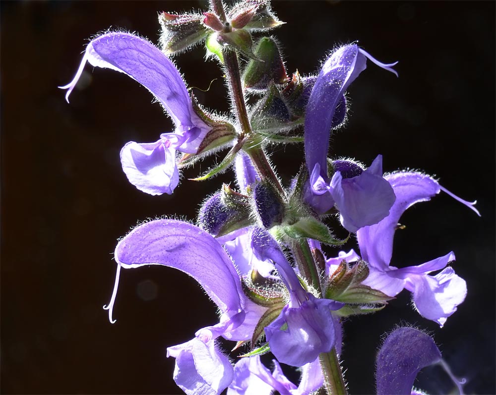 Naturschönheit ("WiesenSalbei") Foto & Bild pflanzen, pilze