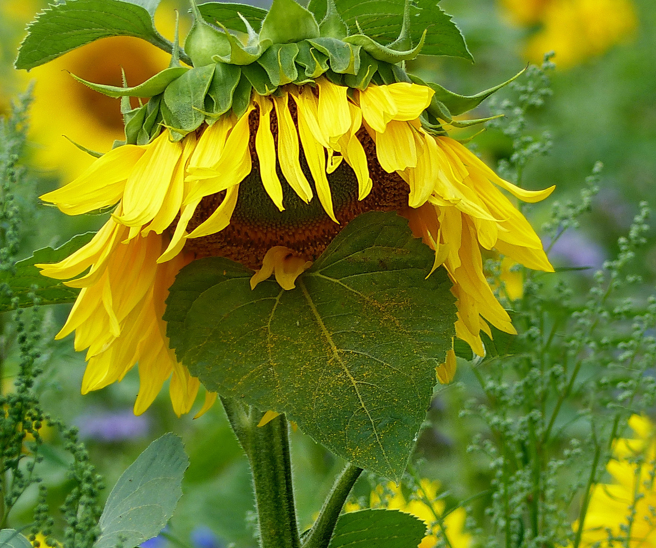 Naturschönheiten ein   Neues Sonnenblumen Modell