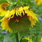 Naturschönheiten ein   Neues Sonnenblumen Modell