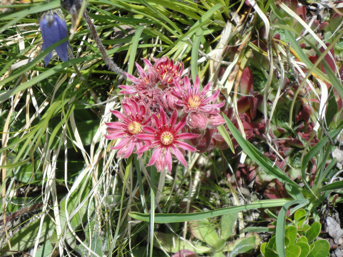 Naturschönheiten im Engadin