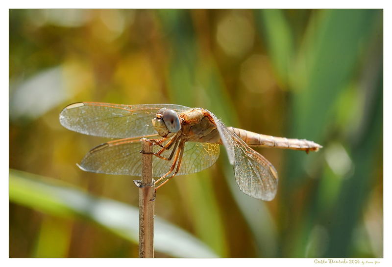 Naturschrauber