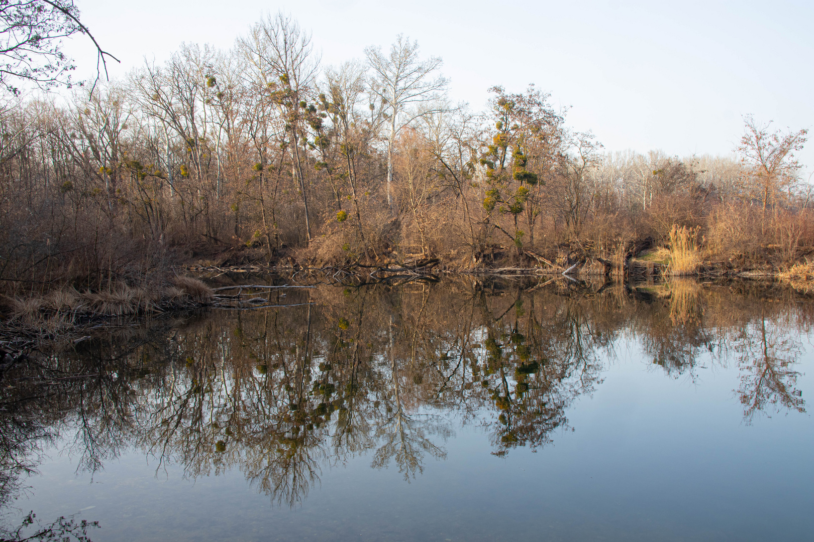 Naturschtzgebiet Lobau 