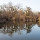 Naturschtzgebiet Lobau 