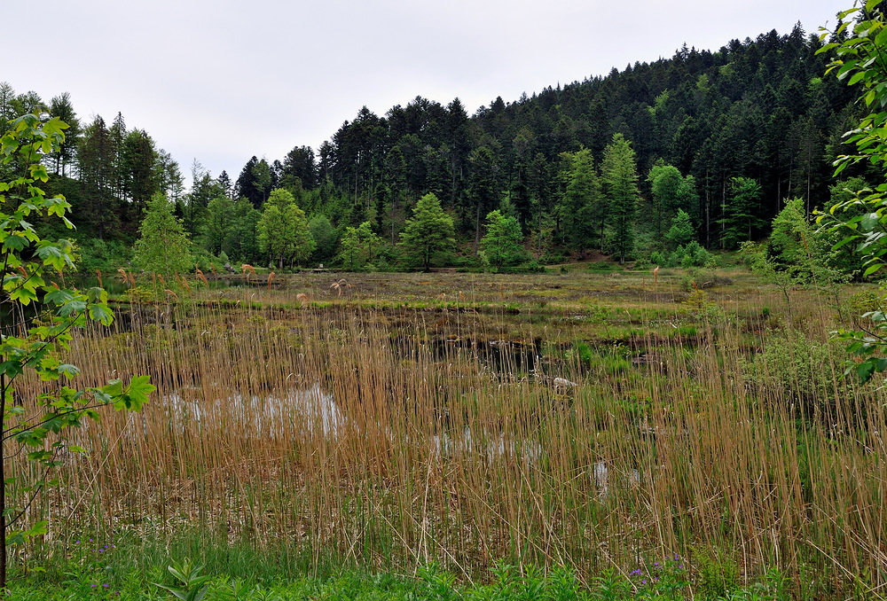 Naturschtzgebiet Nonnenmattweier Nr.3