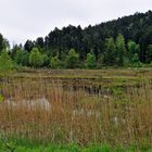 Naturschtzgebiet Nonnenmattweier Nr.3