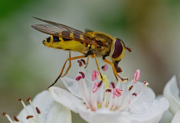 NATURSCHÜTZER AUF SECHS BEINEN: DIE NÜTZLICHKEIT DER SCHWEBFLIEGEN