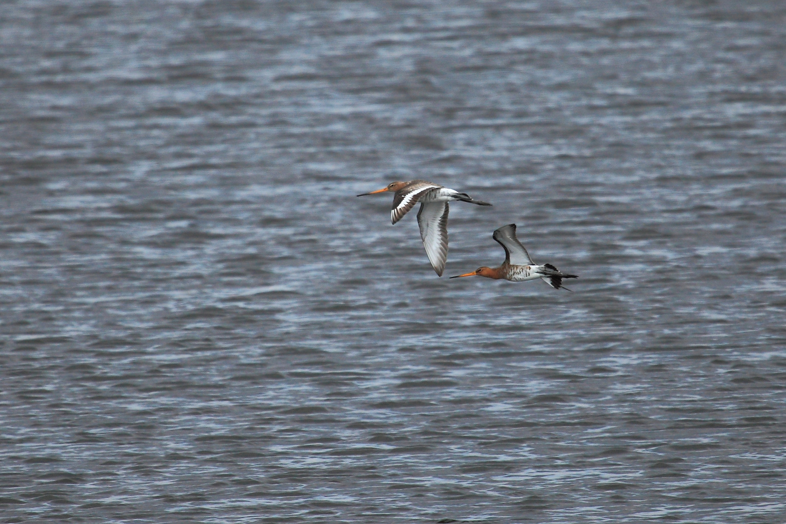 Naturschutz am NIEDERRHEIN