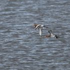 Naturschutz am NIEDERRHEIN