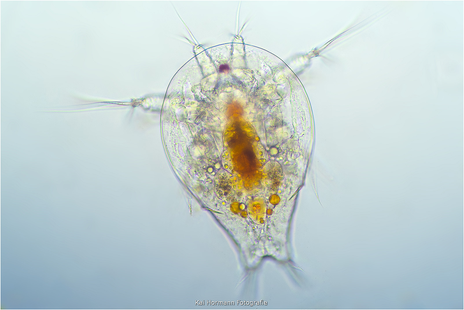 Naturschutz fängt bei den kleinsten an und hat nicht immer Federn…Nauplius-larve.