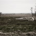 Naturschutz - Großprojekt Hammeniederung