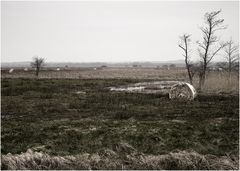 Naturschutz - Großprojekt Hammeniederung