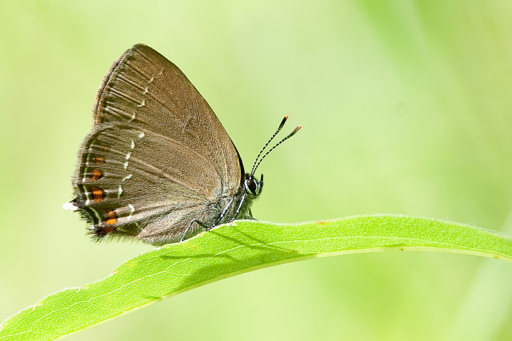 Naturschutz hilft auch ihm