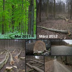 Naturschutz in Thüringen: Forstwirtschaftlicher Wegebau