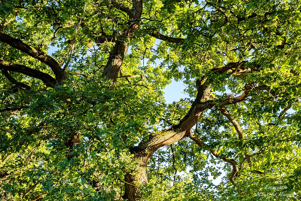 Naturschutzgarten Norderstedt / 03.07.2021 / 02